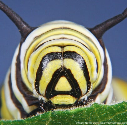 Monarch Survey 2