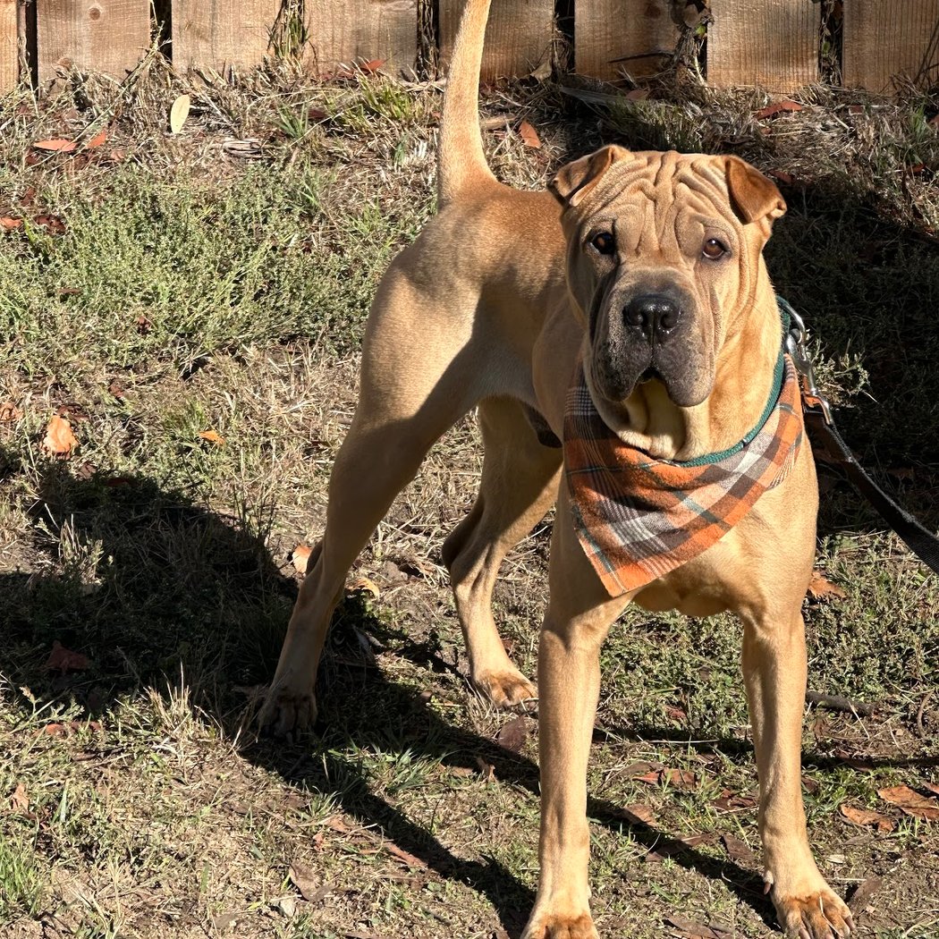 Wilhelm K9 Services 1
