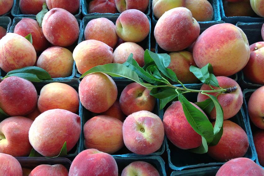Ann Arbor Farmers Market 1