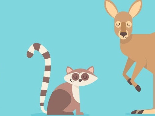 Wild Things Animal Show 1