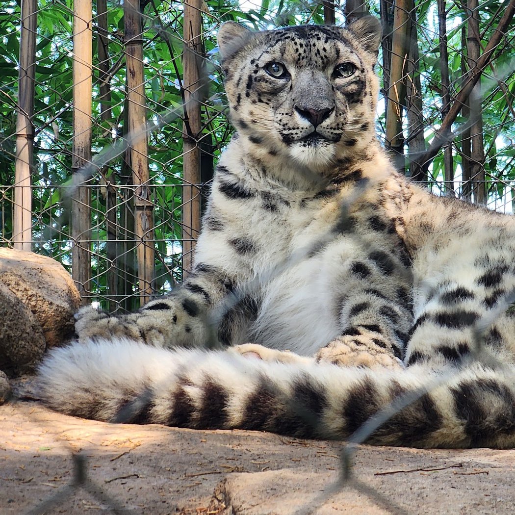 Mill Mountain Zoo 3