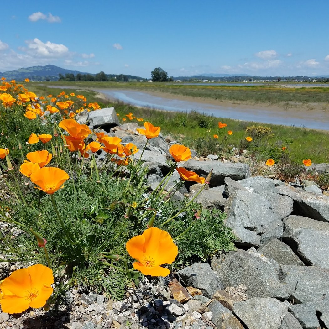 CCC Annual Bird Walk 1