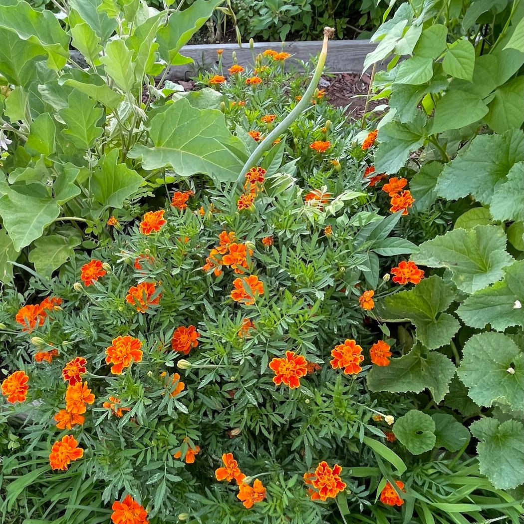 Forest Hills Community Garden 3