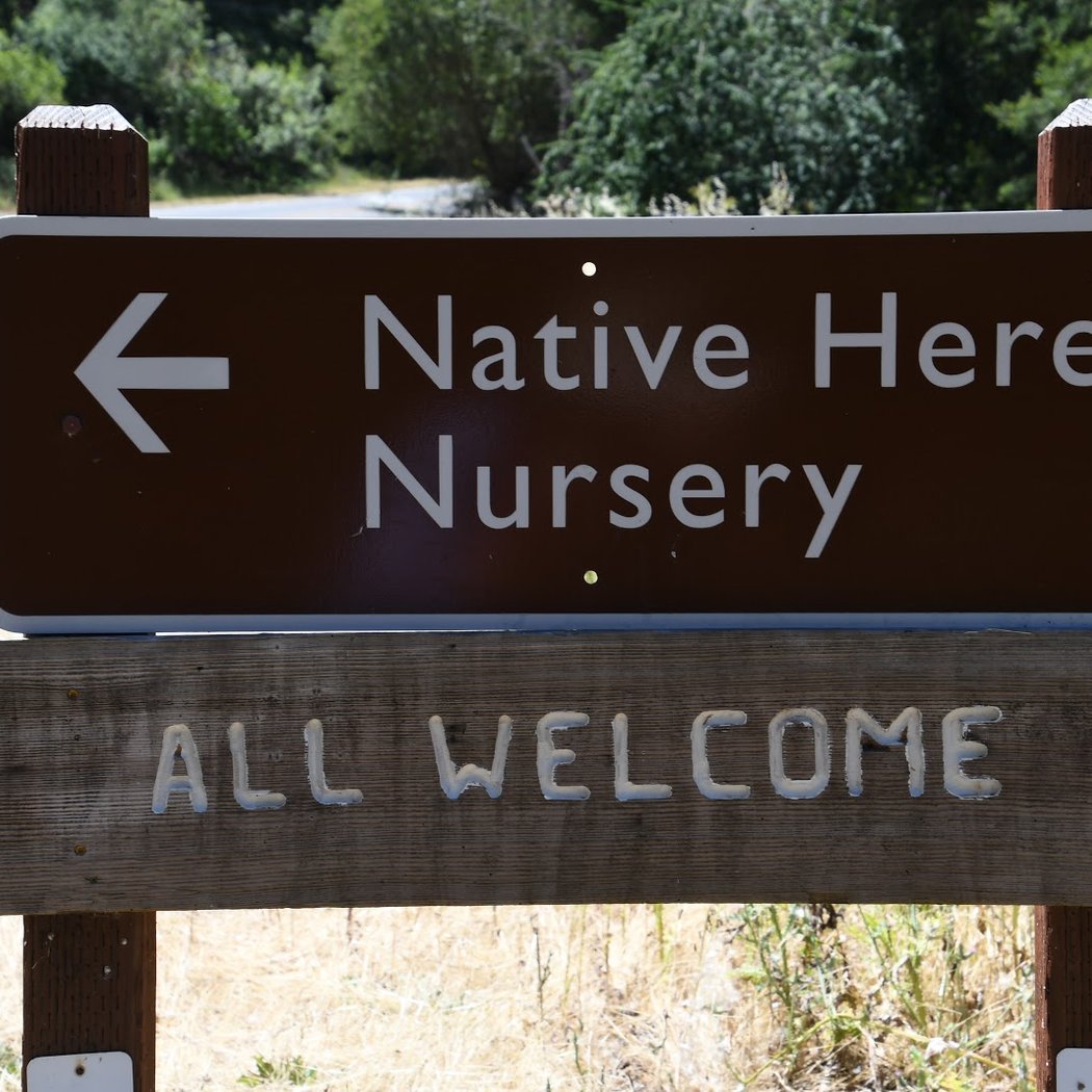 Native Here Nursery 3