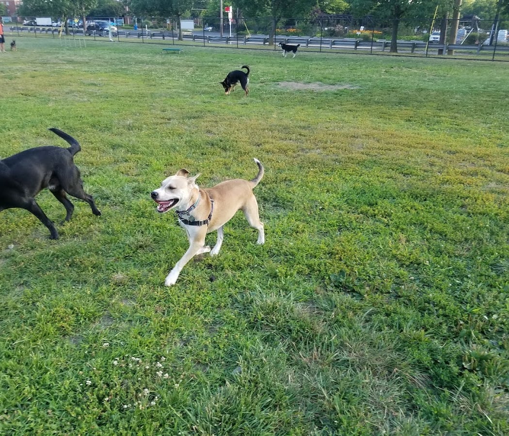 Heurich Dog Park 2