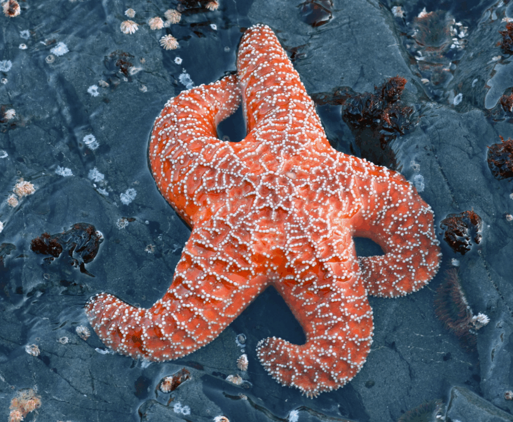 Winter Solstice Sea Star Search 1
