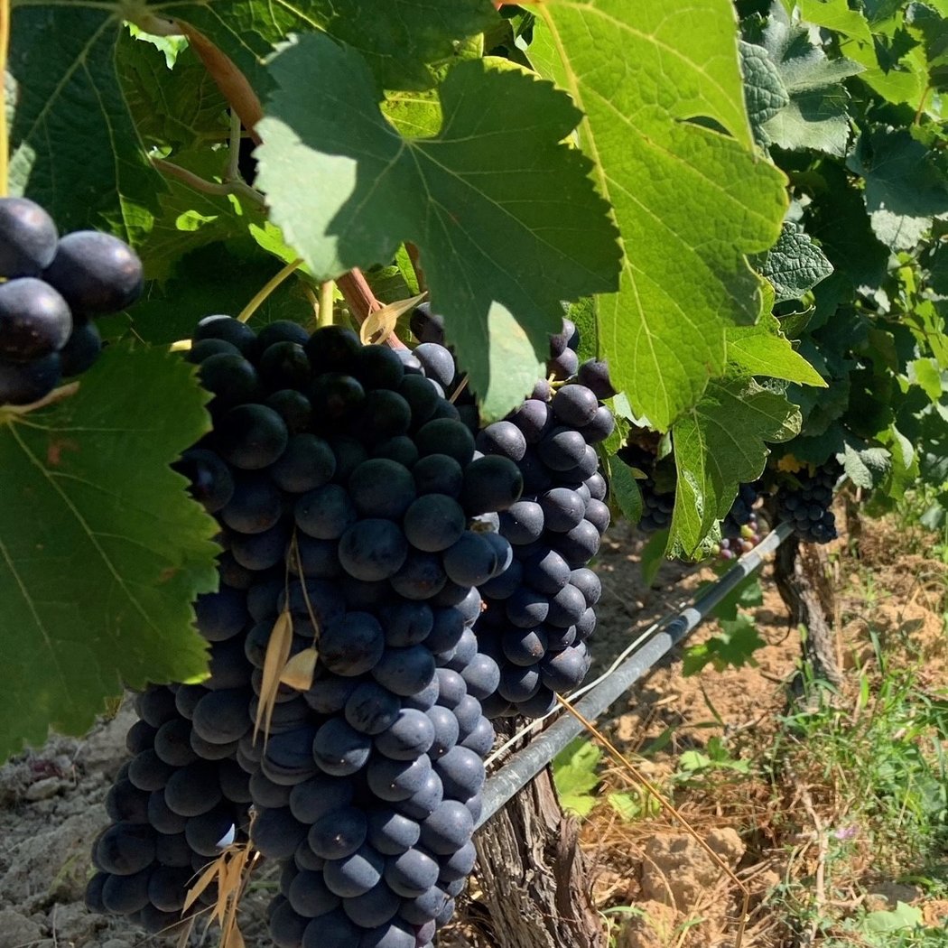 LES VIGNERONS DE SOUVIGNARGUES 2