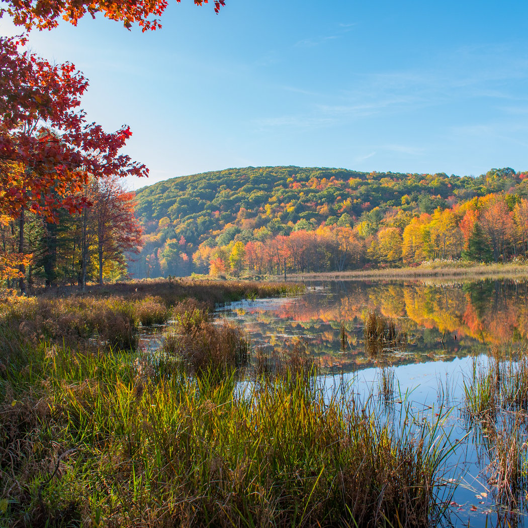 Binghamton University Nature Preserve 1