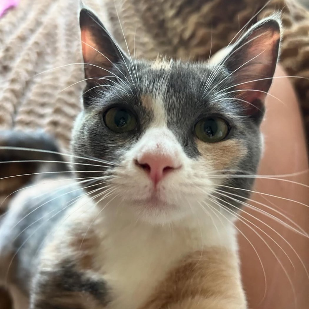 MSRPAC's Monthly Community Cat Spay/Neuter Day 1