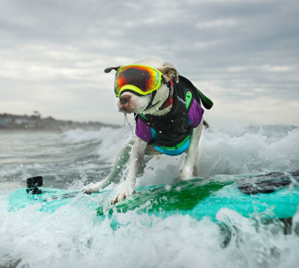 Surf Dog Surf-A-Thon 4