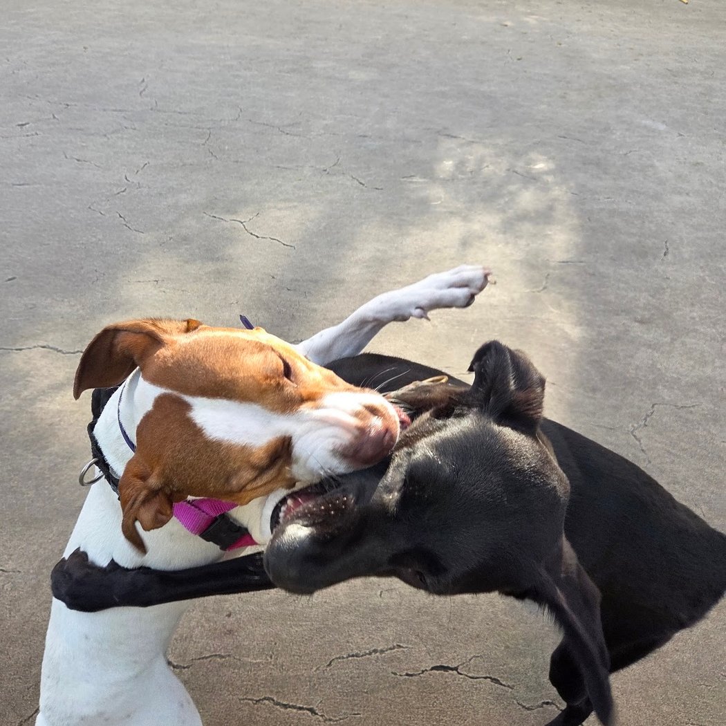 West Thames Dog Run 1