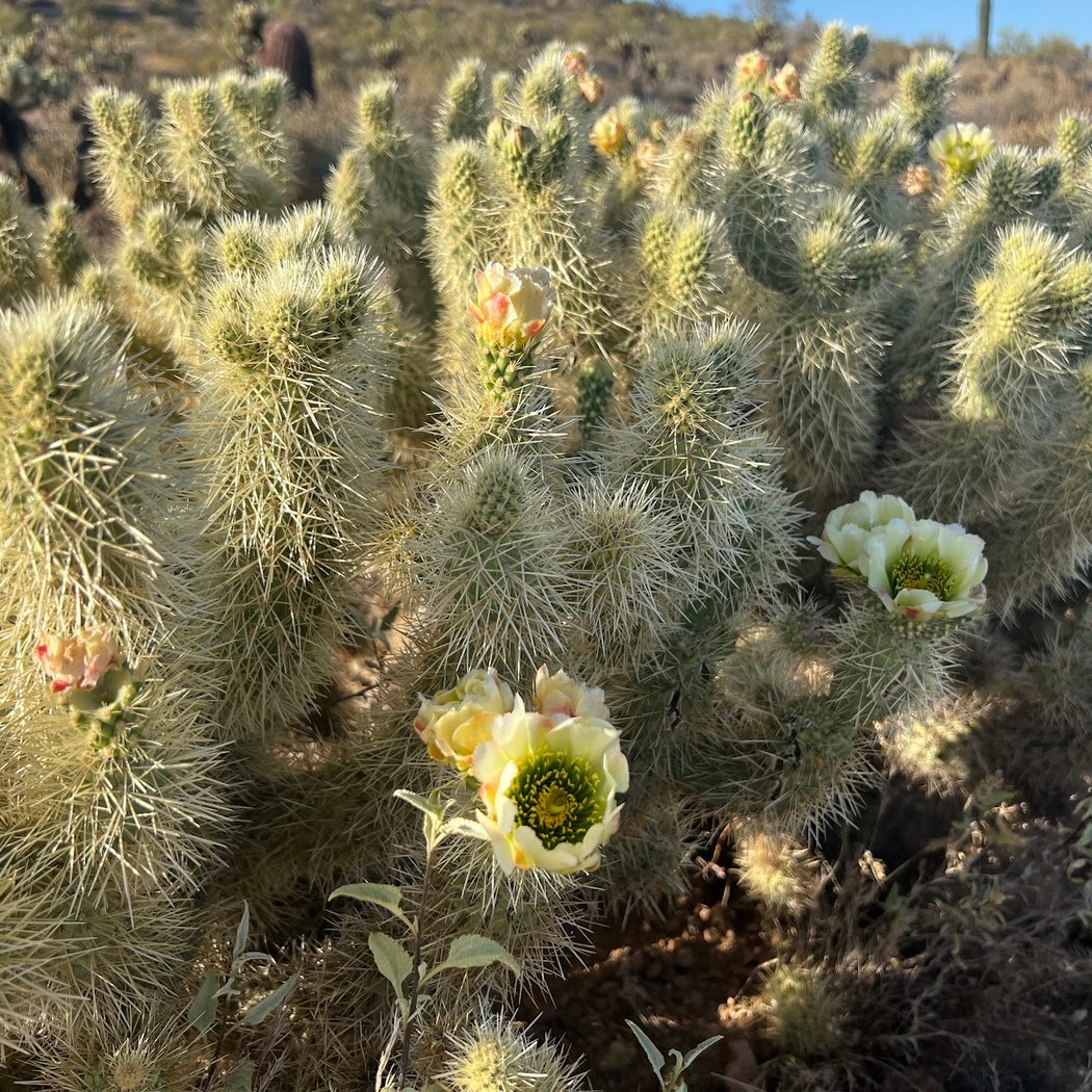 Apache Wash Trail Head 3