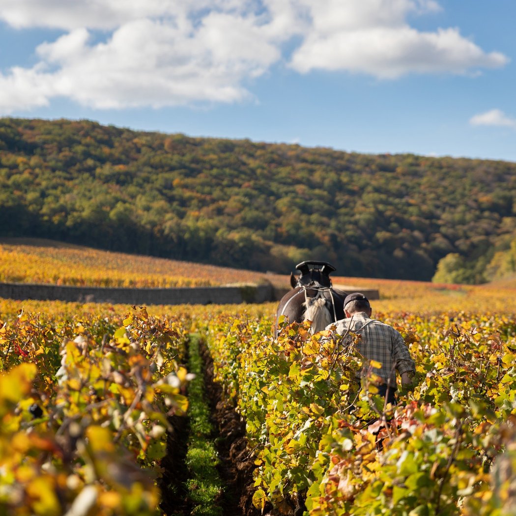 Fall Film Showcase: Burgundy