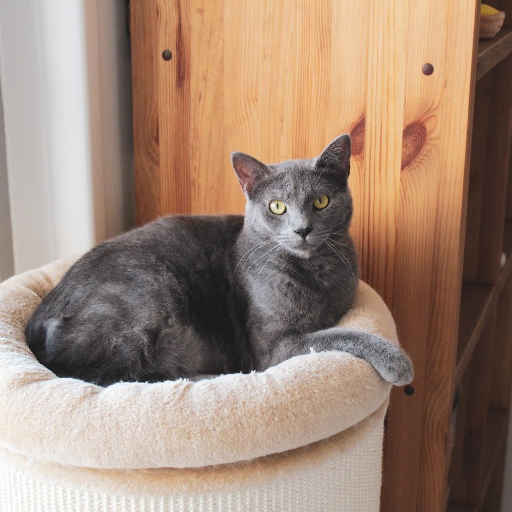 Chat Trap 92 2