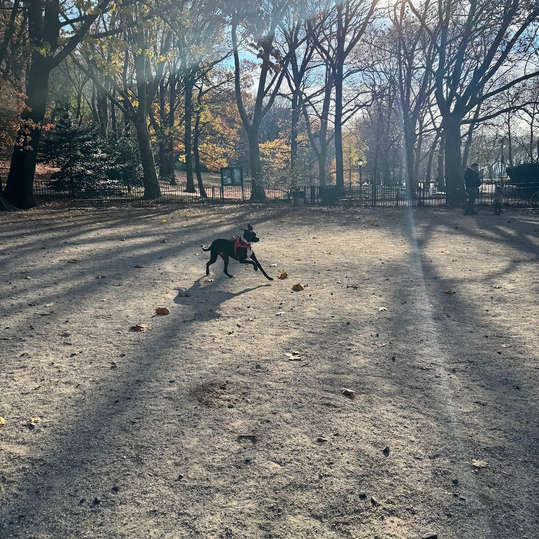 105th Street Dog Run 4