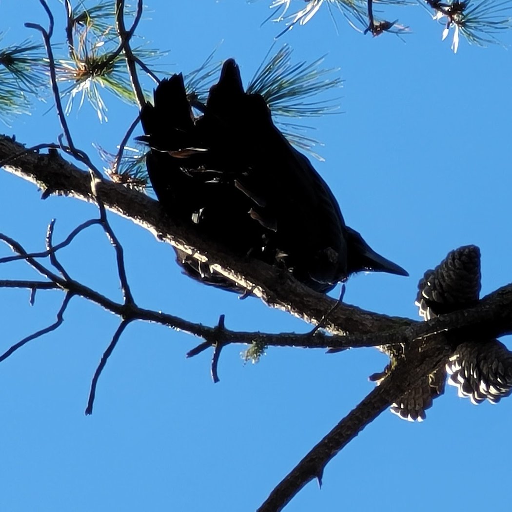 Raven Tree of Mill Valley 3