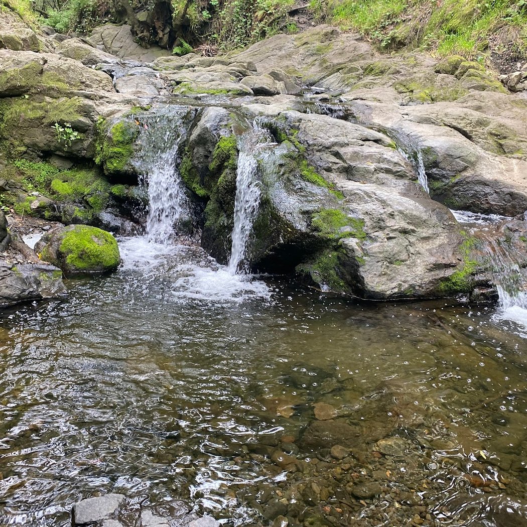 Docent-led tour of Tilden Regional Parks Botanic Garden 1