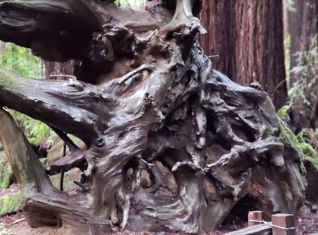 Parson Jones Tree 2