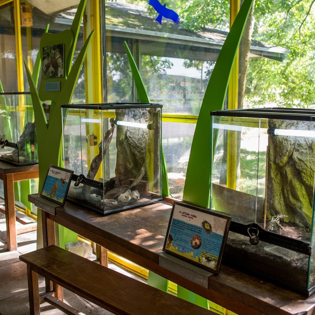 En apprendre plus sur les reptiles 2