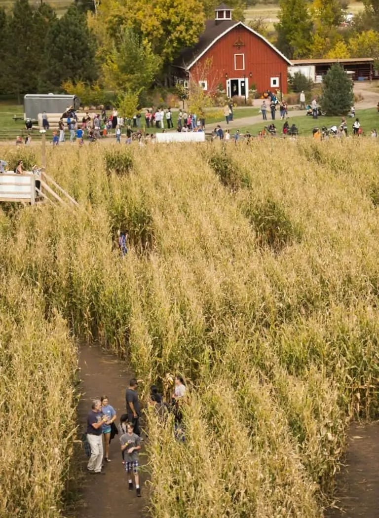 Corn Maze at Chatfield Farms 4