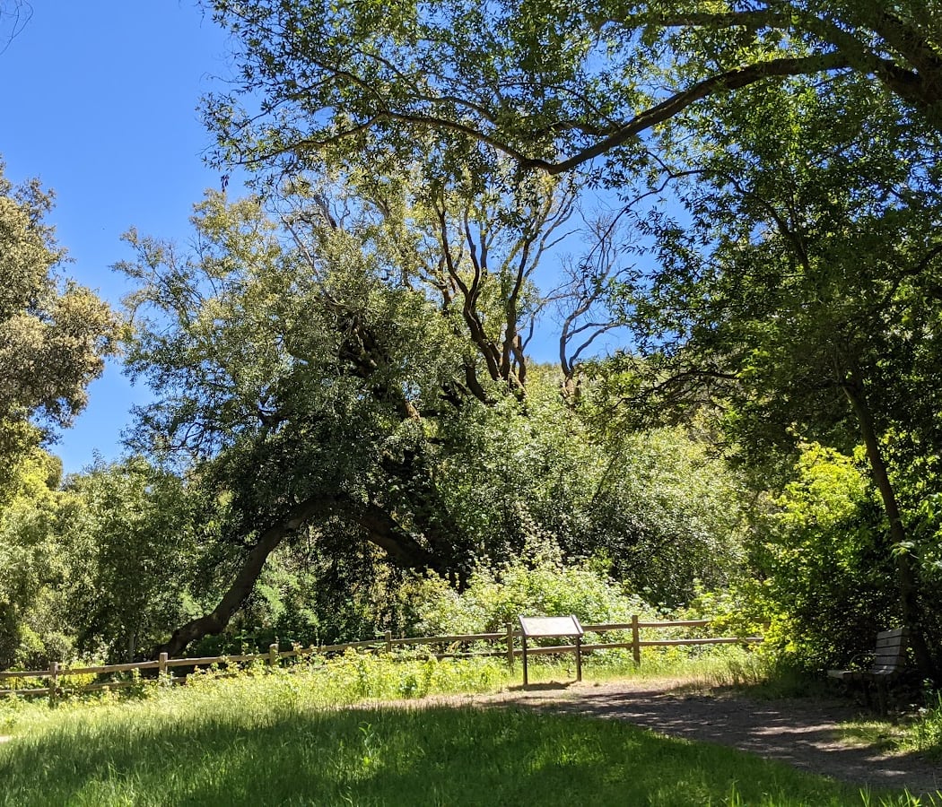 Jepson Laurel Tree 1