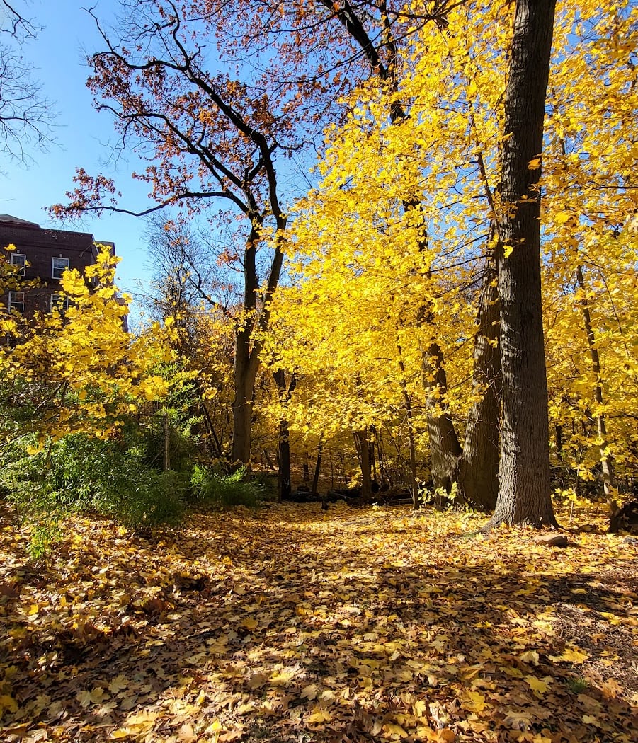 Forest Park Leaf Crunch 3
