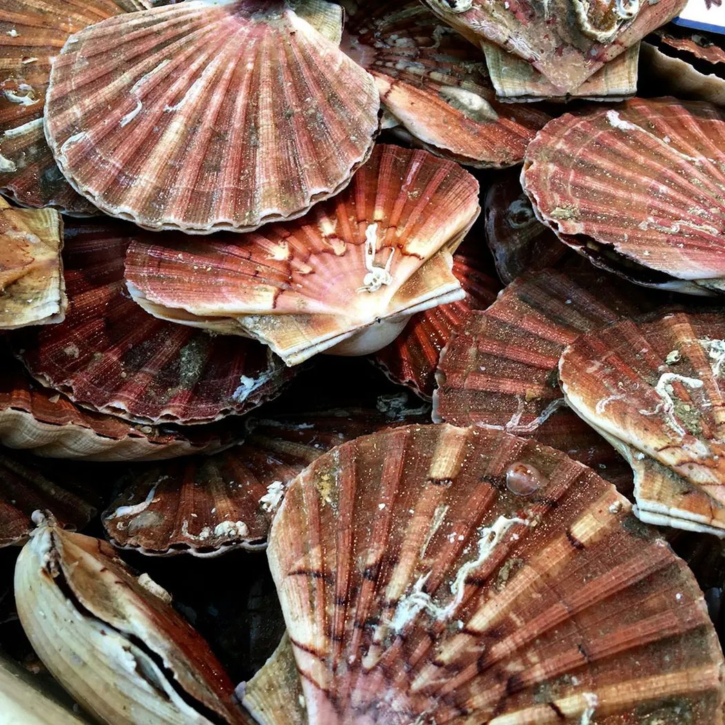 Celtarmor - Coquille Saint-Jacques de La Baie de Saint-Brieuc 1