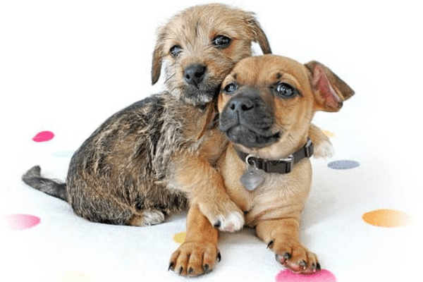 Puppy Socialization LEVEL 2 - Older Puppies 1