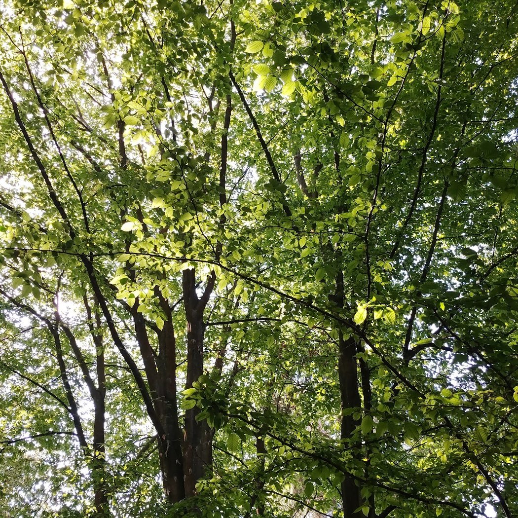 La Forêt monumentale 2