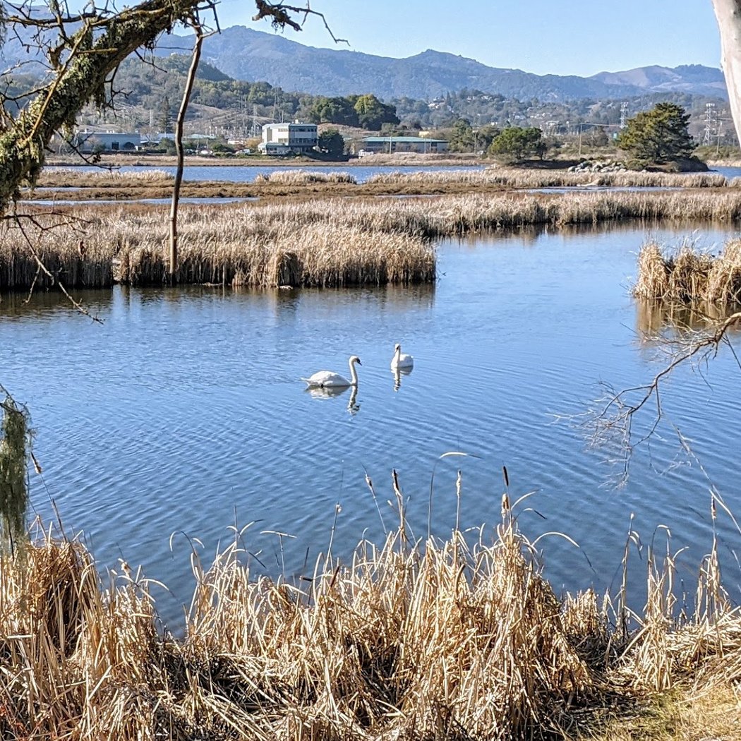 Pacheco Pond 2