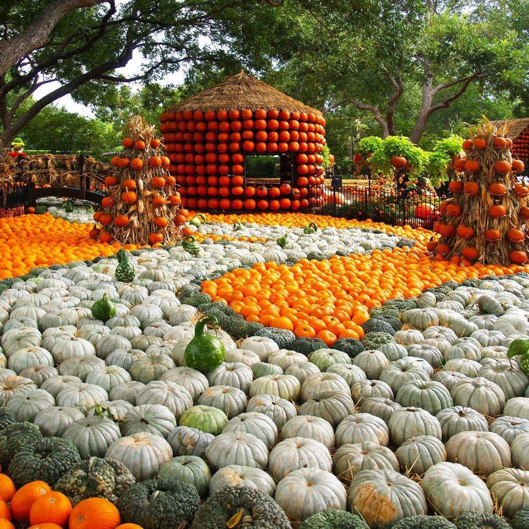 Autumn at the Arboretum: Harvest Hues