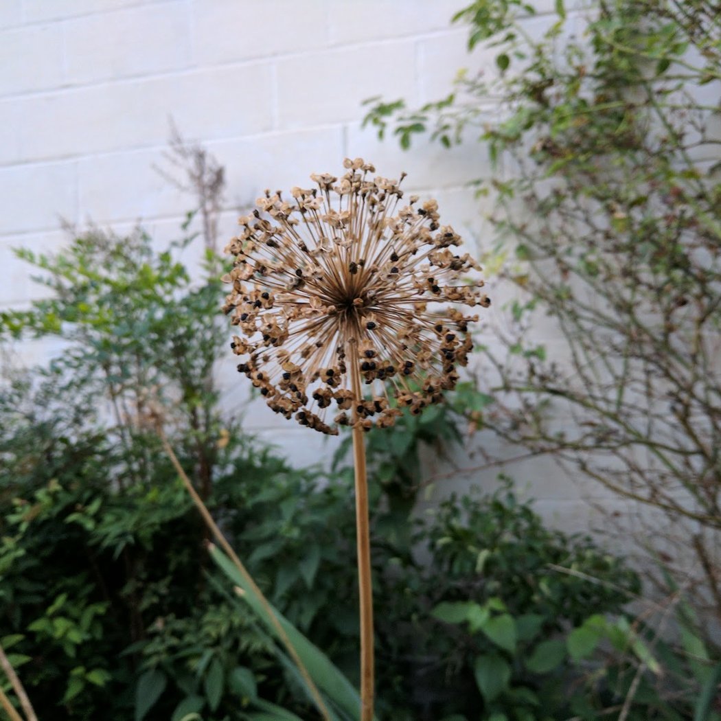 The Amazing Garden 1
