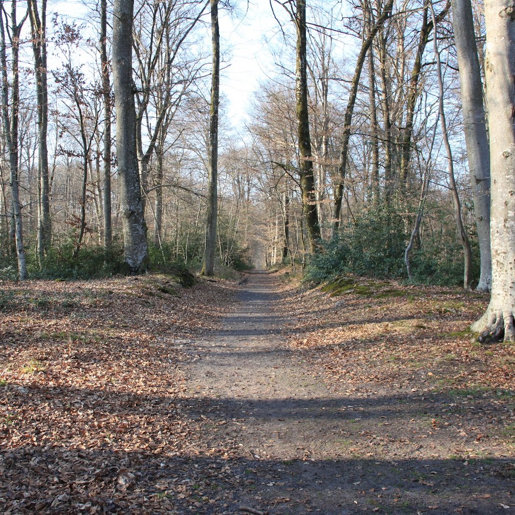 Carrefour des Grands Feuillards 3