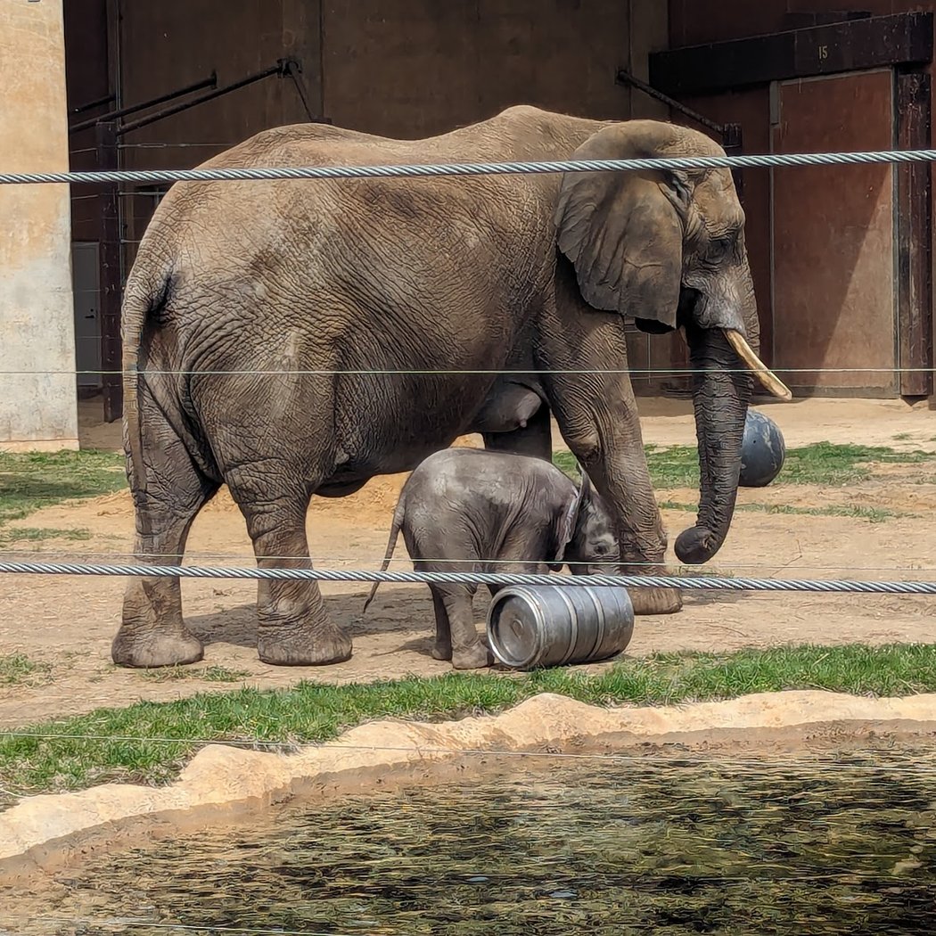 Toledo Zoo 2