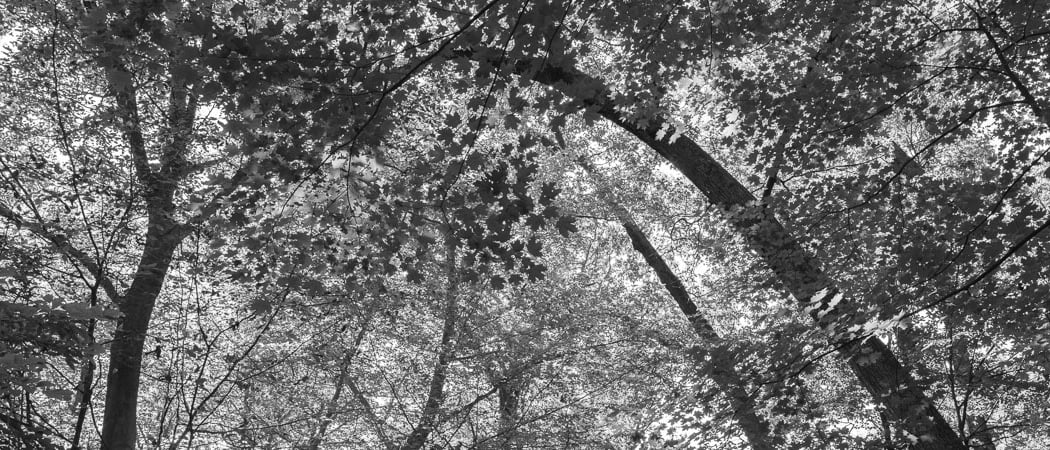Linked Ecologies: The Bronx River and the Thain Family Forest 1