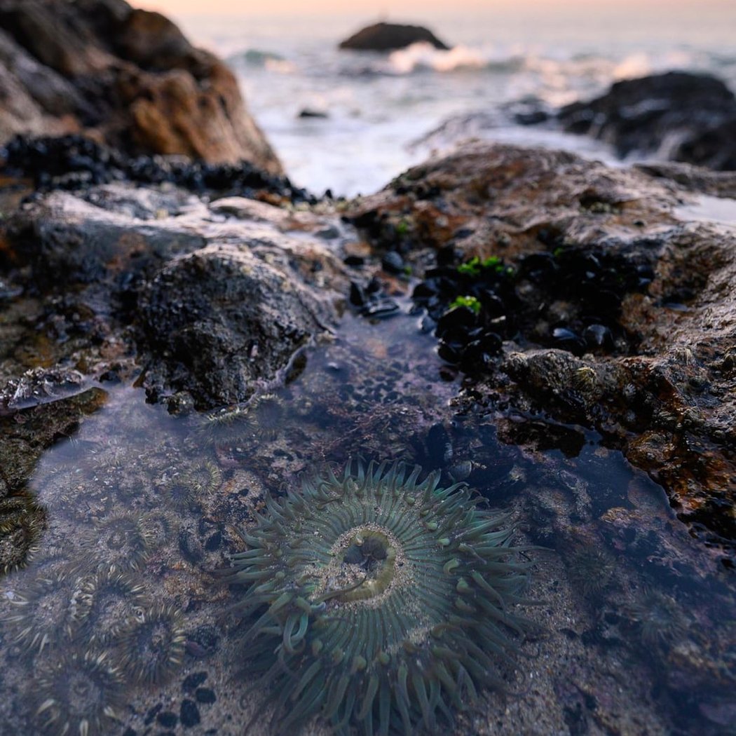 Summer Tidepool Bioblitz 3
