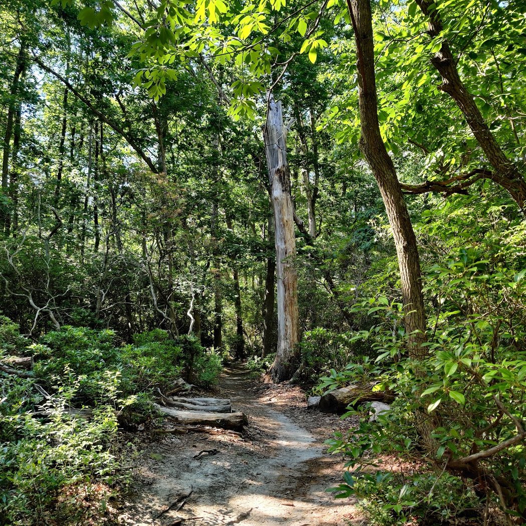 Allaire Trail Maintenance 1