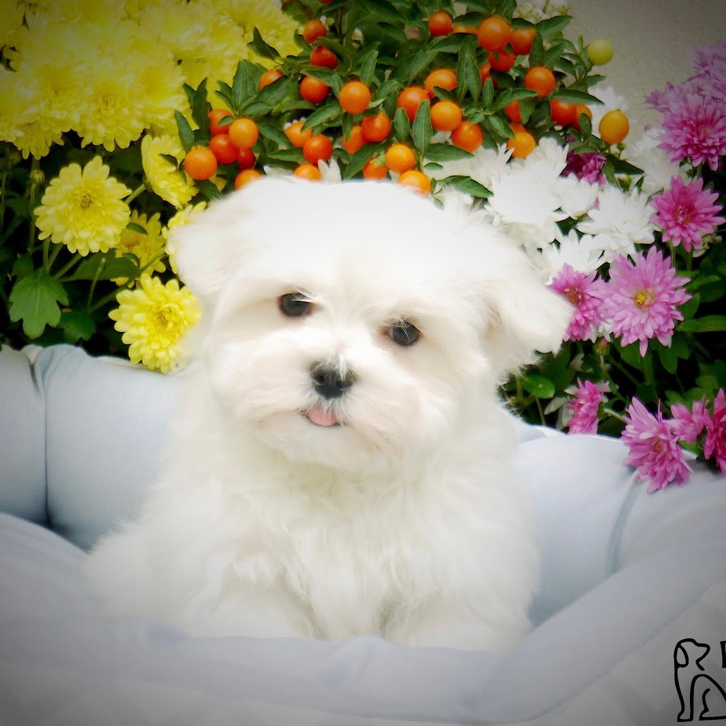 Dog Club 1