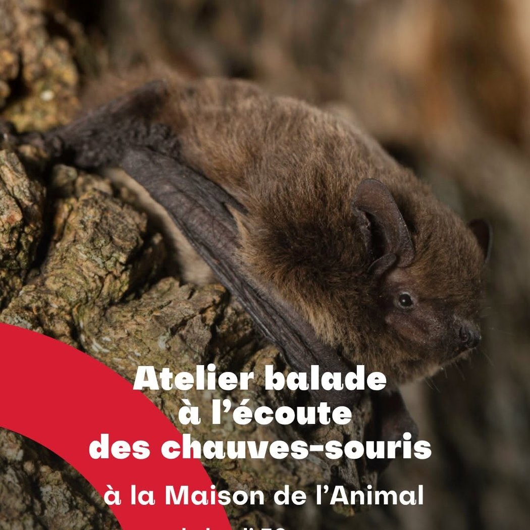 Atelier balade à l'écoute des chauves-souris 1
