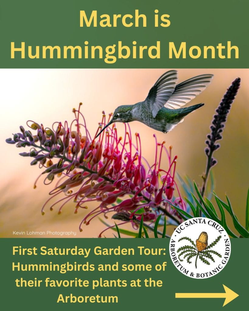 Hummingbird Month Tour 1