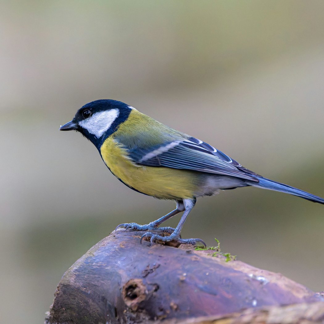 Atelier ornithologie - À la découverte des oiseaux de ville 1