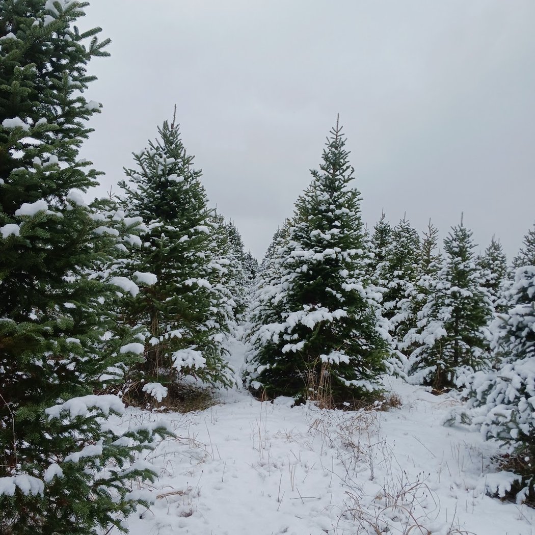 Arend tree farm 1
