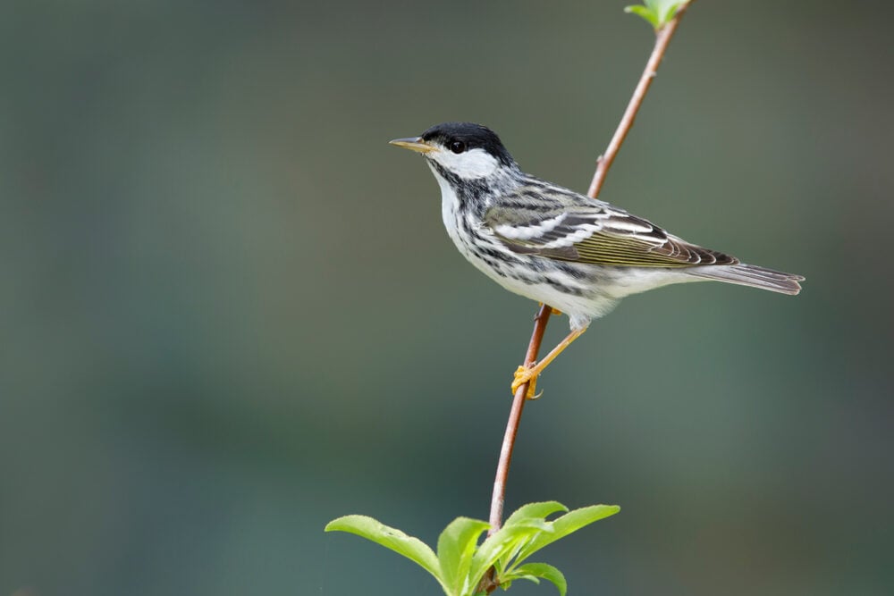 Beginner Bird Walk 2