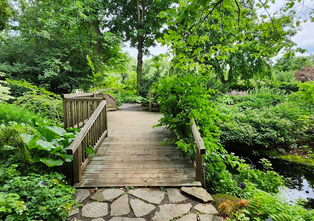 Shade Garden 1