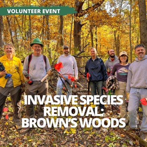 Invasive Species Removal: Brown's Woods