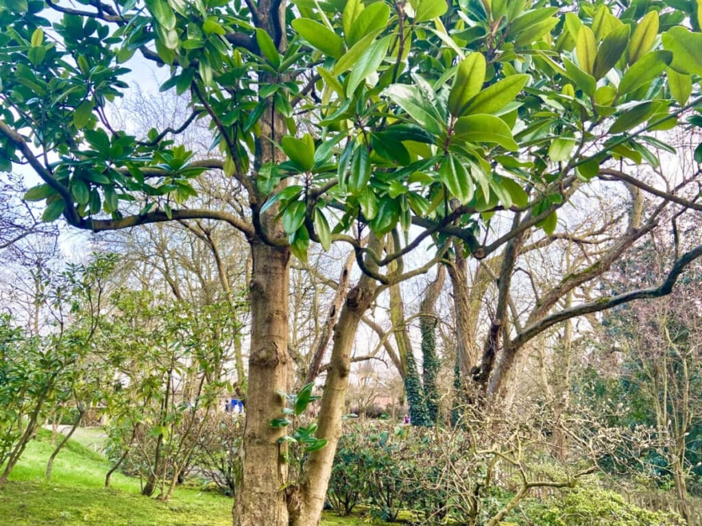 Holland Park 2