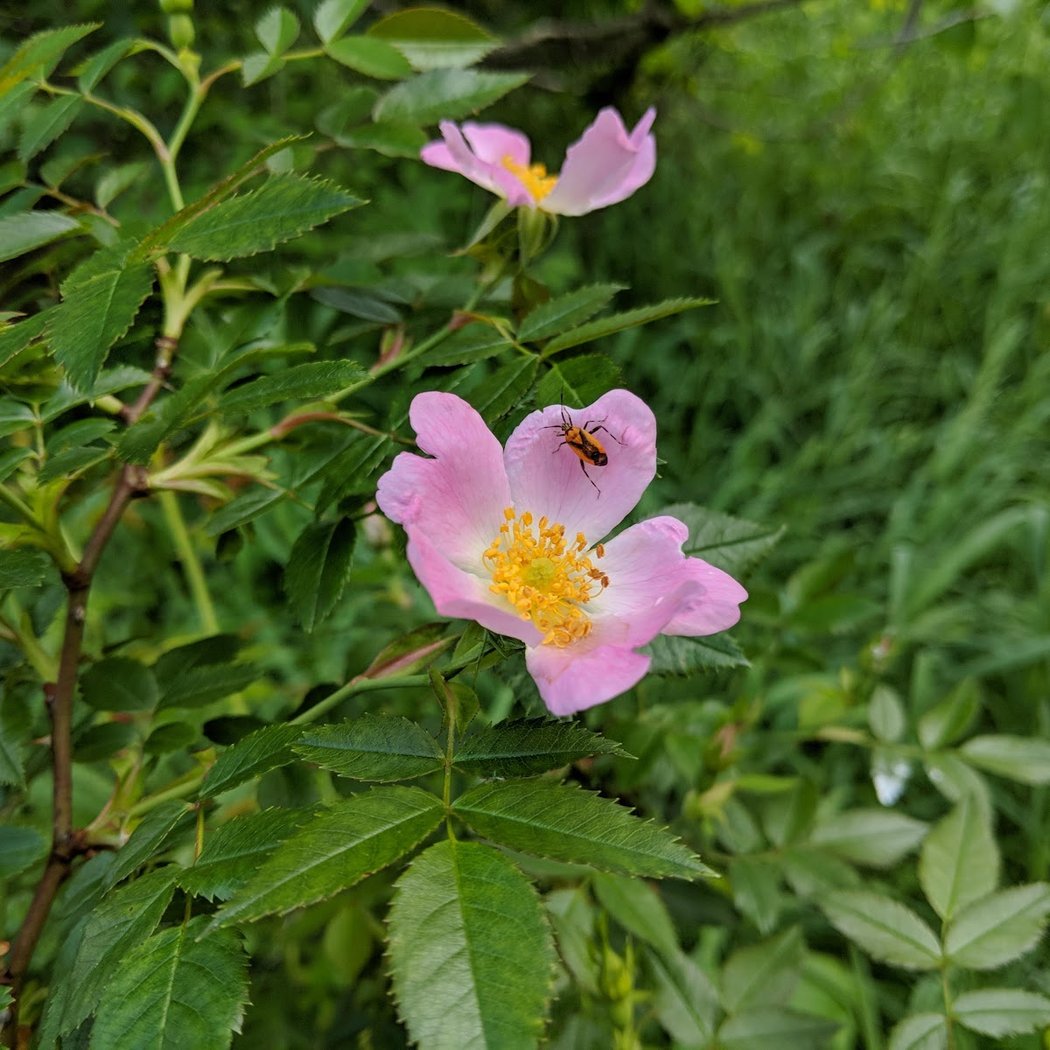 Ward Park 2