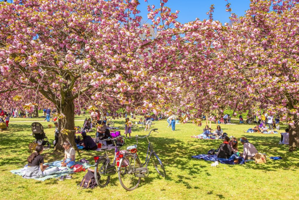 Hanami 1