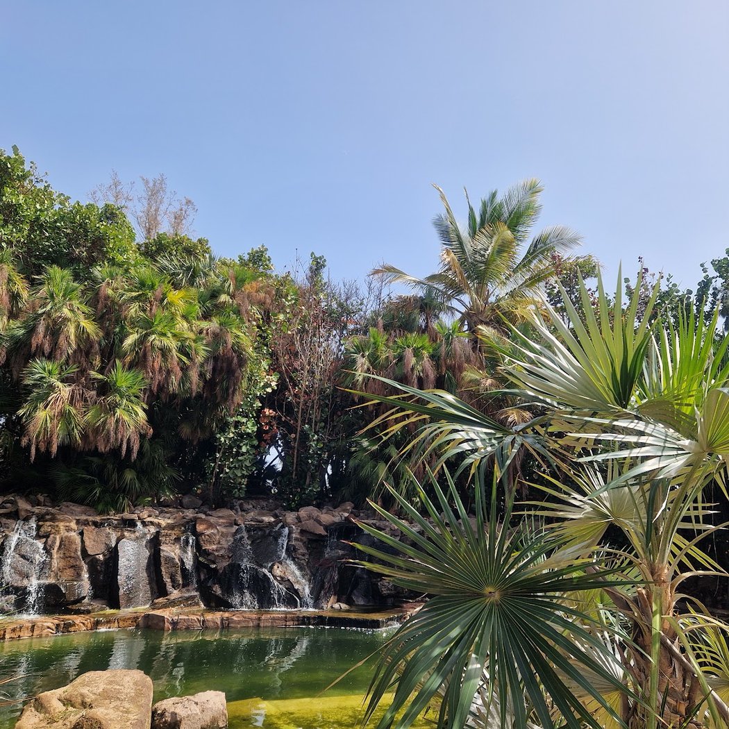 Palmetum 2