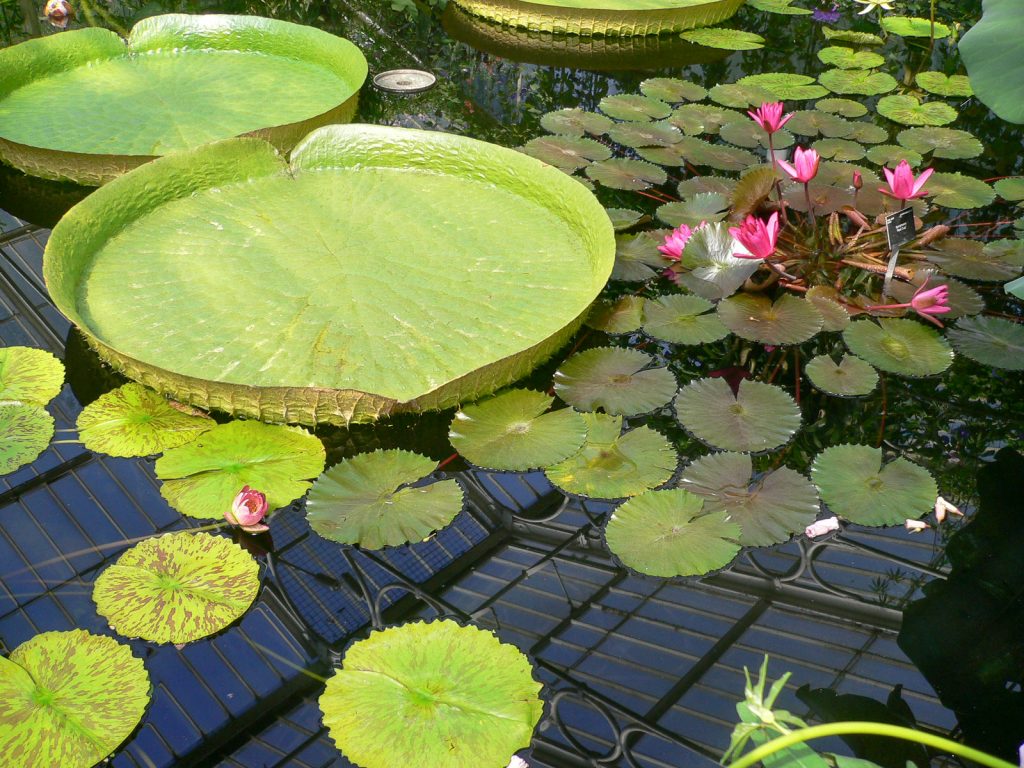 Waterlily House 4